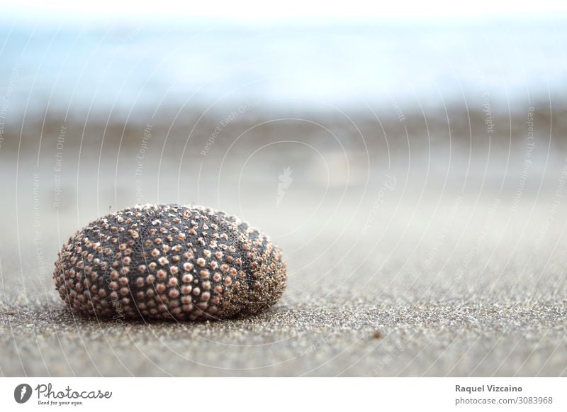 Seeigel Sand Küste Strand Seeigelskelett 1 Tier Ferien & Urlaub & Reisen blau braun Selbstbeherrschung Farbfoto Außenaufnahme Textfreiraum rechts Sonnenlicht