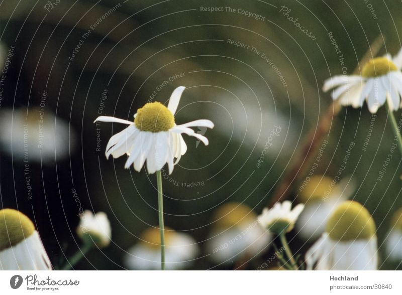 Blumenwiese 2 Blüte Blütenblatt Sie liebt mich sie liebt mich nicht. Unschärfe im Hintergrund jede ein Individium