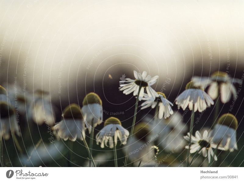 Blumenwiese 1 Blüte Blütenblatt Gegenlicht Natur sie liebt mich sie liebt mich nicht