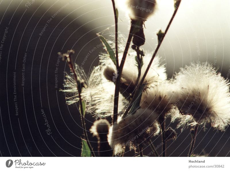 Distel im Licht Gegenlicht Stimmung Stengel Abend Samen