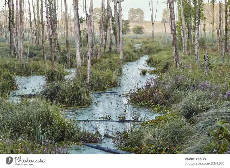 Sumpflandschaft, Feld, Bäume und Gras, die mit Wasser überflutet sind. Ferien & Urlaub & Reisen Sommer Umwelt Natur Landschaft Pflanze Himmel Baum Sträucher