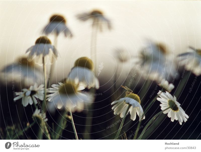 Blumenwiese 4 Blüte Blütenblatt Unschärfe Natur sie liebt mich sie liebt mich nicht