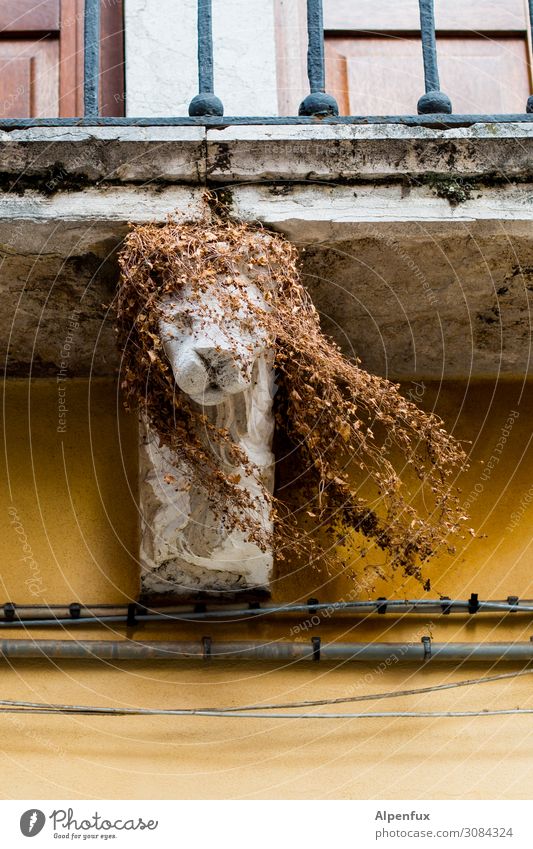 Venezian Wildlife Venedig Balkon Glück Fröhlichkeit Zufriedenheit Lebensfreude Tapferkeit Kraft Tierliebe ästhetisch Kunst Natur Perspektive Tourismus Wachstum