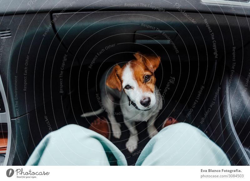 unkenntliche Frau, die mit ihrem süßen kleinen Hund mit dem Auto unterwegs ist. Freude Freizeit & Hobby Ferien & Urlaub & Reisen Tourismus Ausflug Sommer