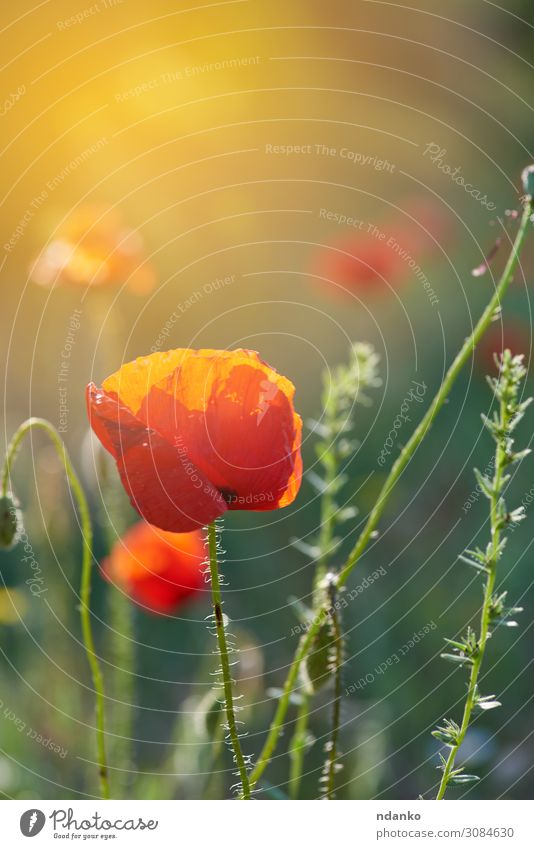 blühender roter Mohn in der Sonne, Rücklicht schön Sommer Garten Natur Landschaft Pflanze Blume Gras Blatt Blüte Wiese Wachstum frisch hell natürlich wild grün