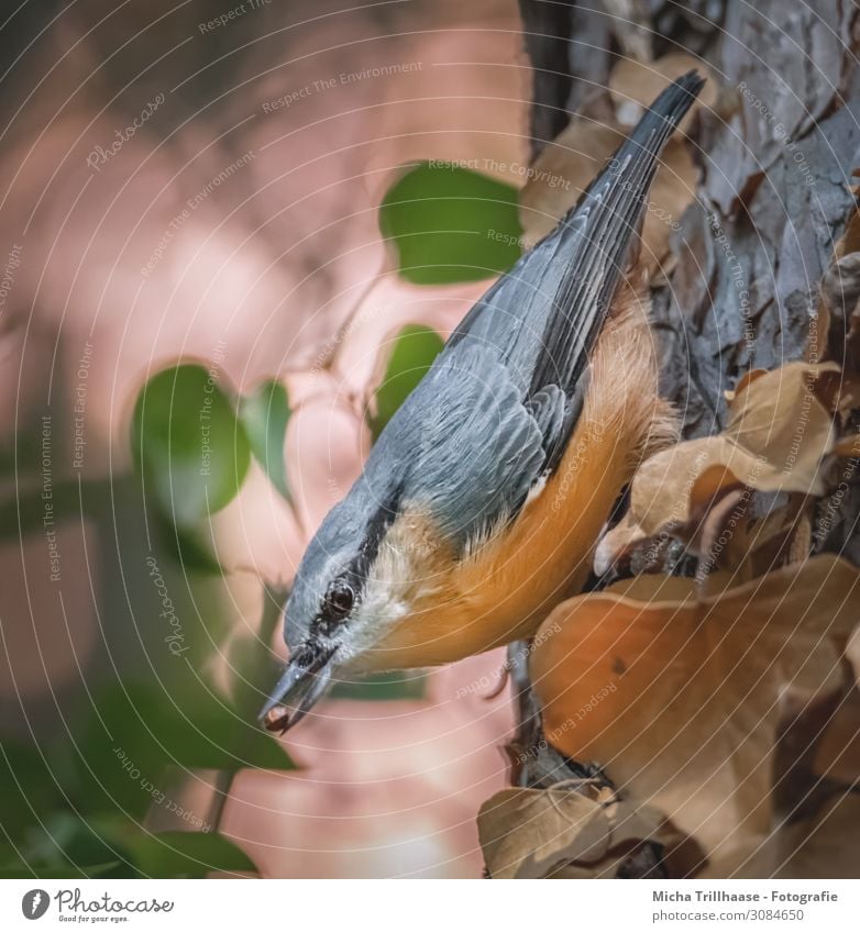 Kleiber mit Korn im Schnabel Natur Tier Sonnenlicht Schönes Wetter Baum Blatt Wildtier Vogel Tiergesicht Flügel Kopf Auge Feder gefiedert 1 Fressen leuchten