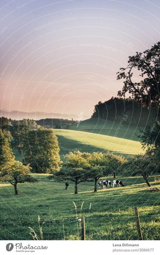 Allgäu #1 Natur Landschaft Tier Sonne Sonnenaufgang Sonnenuntergang Frühling Sommer Herbst Schönes Wetter Gras Wiese Alpen Berge u. Gebirge Nutztier Kuh