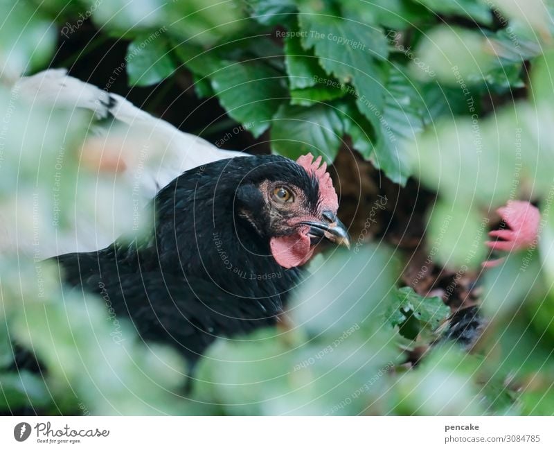 freilandhaltung Huhn schwarz Gebüsch verstecken Blätter grün Tier Außenaufnahme Tierporträt Bauernhof Geflügel Freilandhaltung freilaufend Haushuhn Nutztier