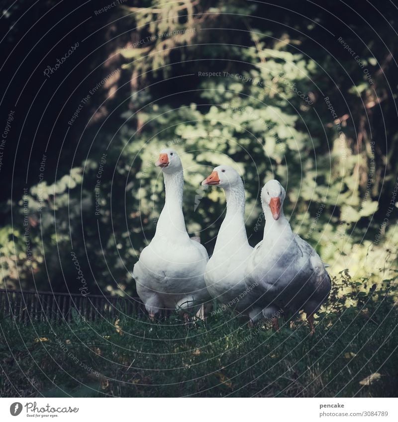 wertvoll | wachhunde Schönes Wetter Garten Park Wiese Wald Tier Haustier Vogel 3 beobachten Gans Wachsamkeit Märchen Farbfoto Gedeckte Farben Außenaufnahme