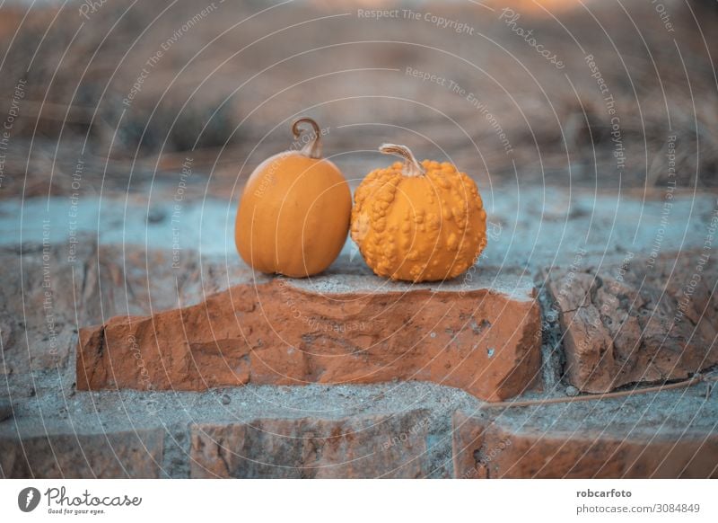 Kürbisse ideal für Halloween Gemüse Garten Dekoration & Verzierung Erntedankfest Herbst Holz natürlich gelb grün Farbe Tradition orange Lebensmittel fallen