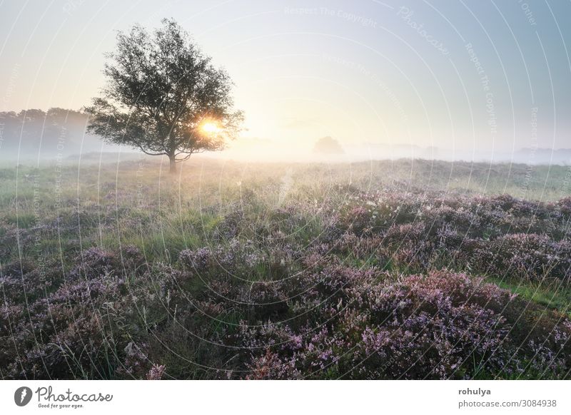 schöner, heiterer, nebliger Sonnenaufgang über Wiesen mit blühendem Heidekraut Baum Eiche purpur Nebel Morgendämmerung Sonnenlicht früh Sommer Gelassenheit