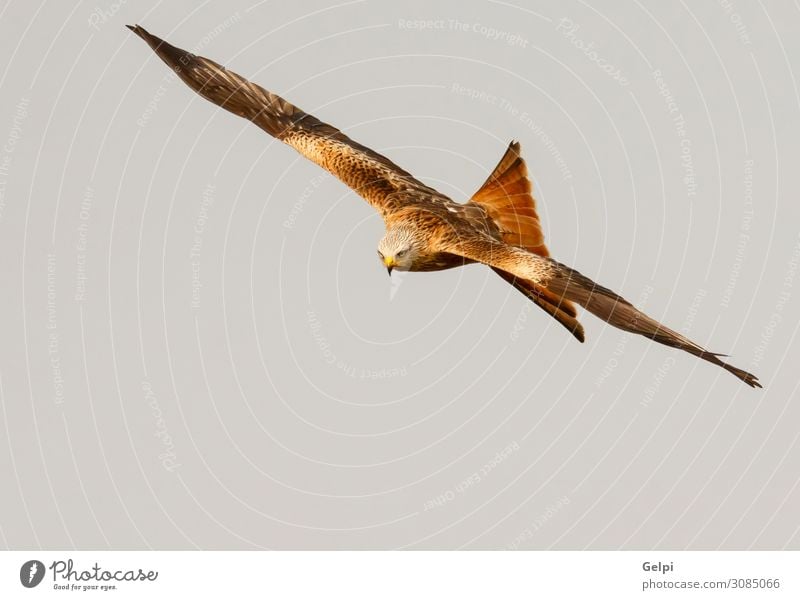 Fantastischer Raubvogel im Flug Natur Tier Himmel Vogel Flügel fliegen Geschwindigkeit wild blau gold weiß Tierwelt Raptor Raubtier Milan Etage sonnig Feder