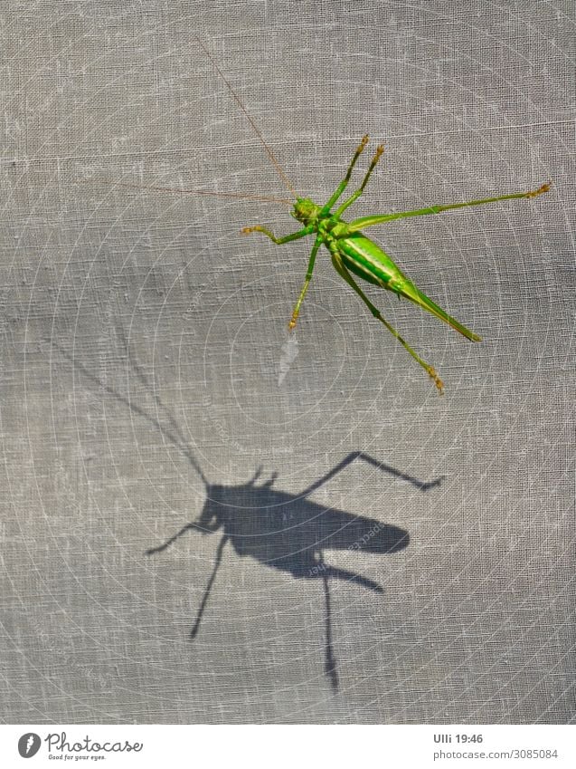 Am Fenster: (Nr. 99) Sonnenlicht Sommer Tier Wildtier Heuschrecke Steppengrashüpfer 1 Fährte Schatten Licht und Schatten festhalten hängen ästhetisch sportlich