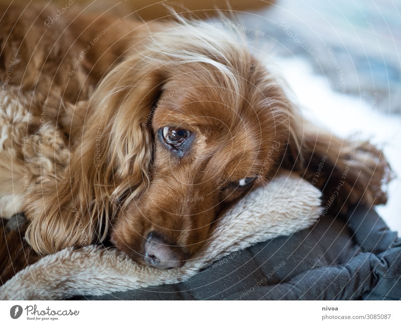 liegender Cocker Spaniel Freizeit & Hobby Spielen Häusliches Leben Wohnung Tier Haustier Hund Tiergesicht Fell Ohr Schnauze Kissen beobachten Erholung Blick