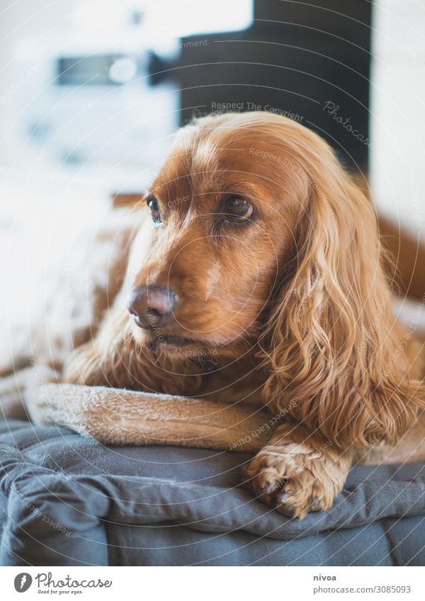 liegender Cocker Spaniel Portrait Häusliches Leben Wohnung Wohnzimmer Tier Haustier Hund Tiergesicht Fell Krallen Pfote 1 Spielzeug Kissen Hundeblick beobachten