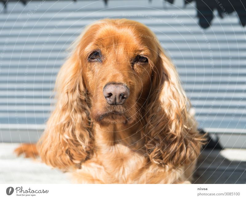 liegender Cocker Spaniel Spielen Häusliches Leben Mauer Wand Fassade Balkon Terrasse Tier Haustier Hund Tiergesicht Fell 1 Fellfarbe beobachten genießen Blick