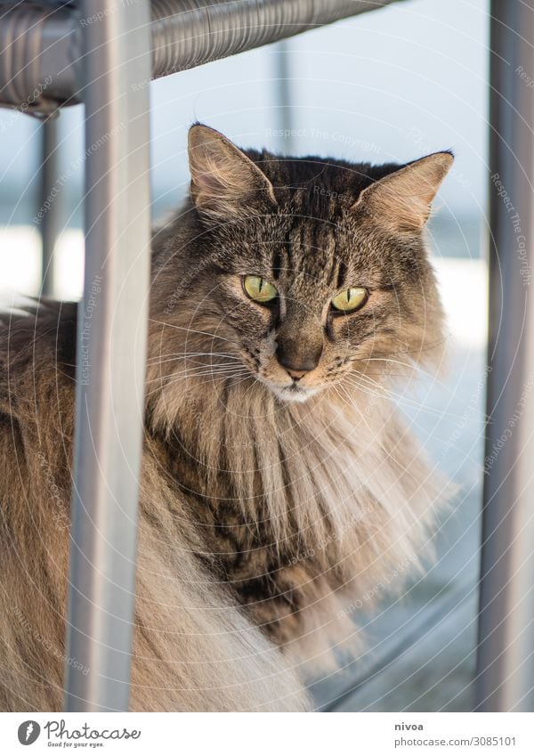 Norwegische waldkatze Freude Freizeit & Hobby Natur Schönes Wetter Balkon Terrasse Gartenstuhl Tier Haustier Katze Tiergesicht Fell 1 beobachten fangen sitzen