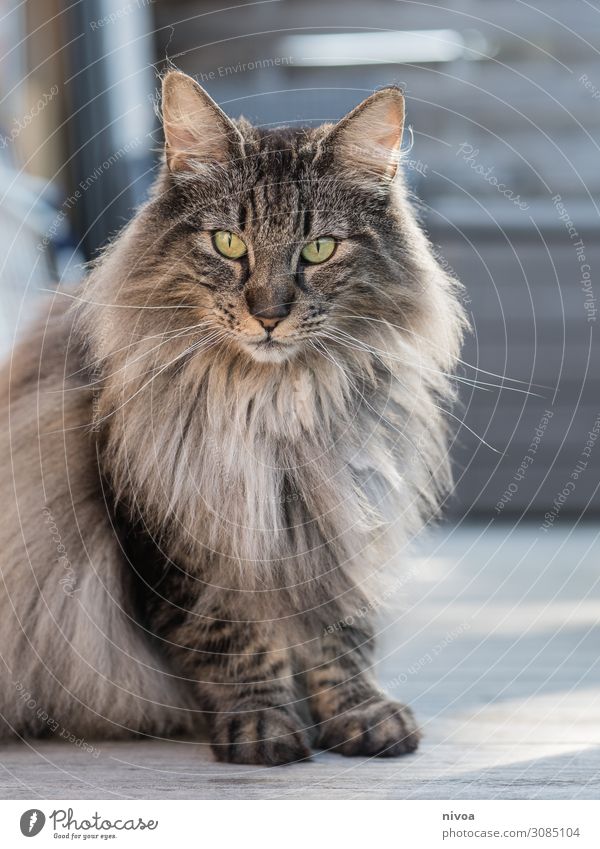 Norwegische Waldkatze Balkon Terrasse Tier Haustier Katze Tiergesicht Fell Pfote norwegische Waldkatze 1 beobachten entdecken glänzend leuchten sitzen warten