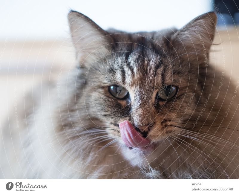 Norwegische Waldkatze leckt sich das Maul Fleisch Fisch Freizeit & Hobby Spielen Tier Haustier Katze Tiergesicht Fell Katzenzunge Zunge lutschen Reinigen