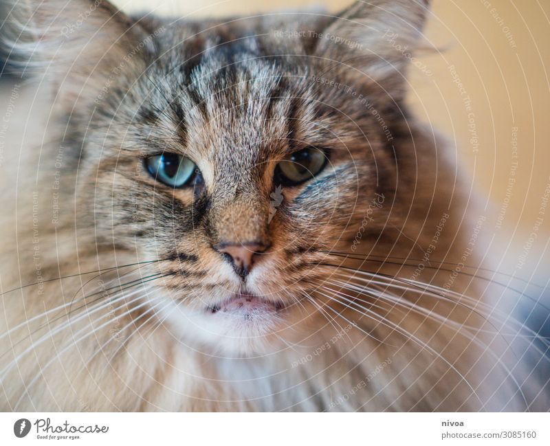 Norwegische Waldkatze Katze Farbfoto Tier Haustier 1 Tierporträt Tiergesicht Blick Blick in die Kamera Innenaufnahme Tag niedlich beobachten schön