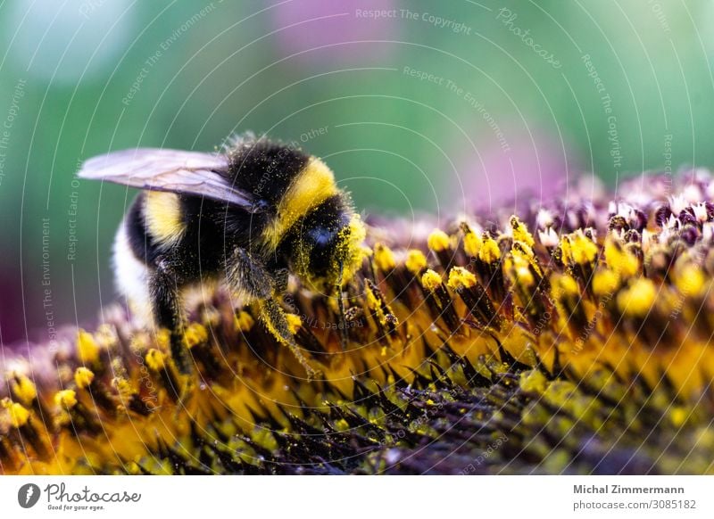 Fleißige Hummel Sommer Umwelt Natur Klimawandel Pflanze Blume Garten Feld Tier 1 ästhetisch Duft nah schön mehrfarbig gelb Frühlingsgefühle Warmherzigkeit