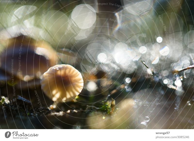 Herbstglitzerbildchen Natur Pflanze Wassertropfen Gras Wiese Wald leuchten klein natürlich braun grün schwarz Makroaufnahme Querformat bodennah Waldboden Pilz