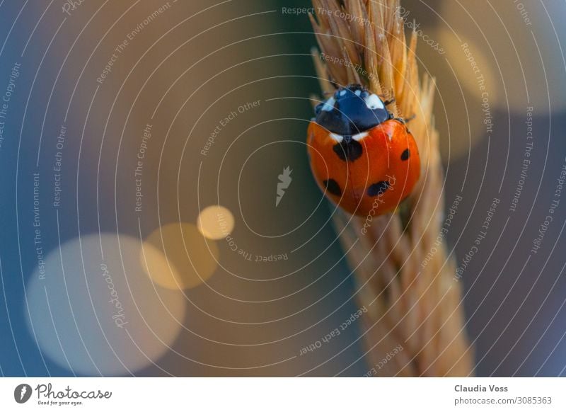 Ein Marienkäfer will hoch hinaus. Natur Tier Frühling Sommer Garten Feld krabbeln oben Gefühle Stimmung Glück Lebensfreude Frühlingsgefühle Vorfreude Optimismus