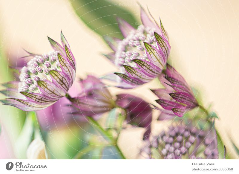 Große Sterndolde verträumte zarte Blüte Natur Pflanze Tier Frühling Sommer Blume Grünpflanze astrantia major - Große Sterndolde Glück Zufriedenheit