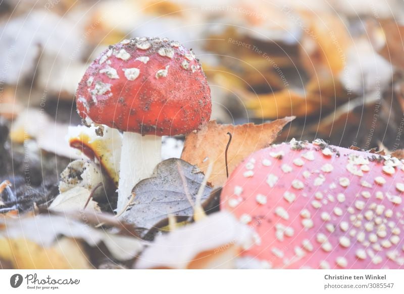 Zwei Fliegenpilze im trockenen Herbstlaub Pilz Vergänglichkeit Umwelt Natur Gift Erde klein schön natürlich braun rot weiß Pilzhut Farbfoto Gedeckte Farben