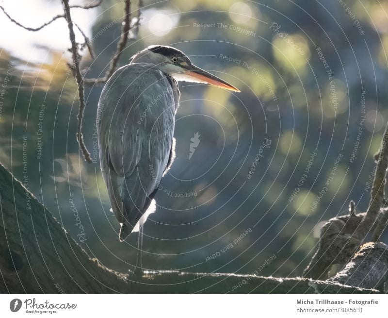 Graureiher im Sonnenlicht Natur Tier Schönes Wetter Baum Zweige u. Äste Seeufer Wildtier Vogel Tiergesicht Flügel Reiher Kopf Schnabel Auge Feder gefiedert 1