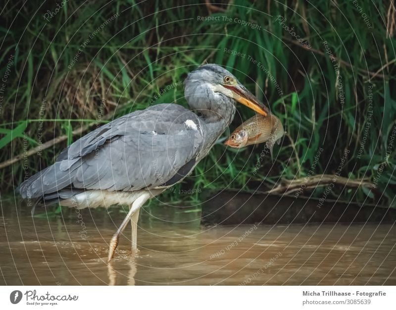 Graureiher mit gefangenem Fisch im Schnabel Natur Tier Wasser Sonnenlicht Schönes Wetter Gras Seeufer Wildtier Vogel Tiergesicht Flügel Reiher Auge Feder Beine