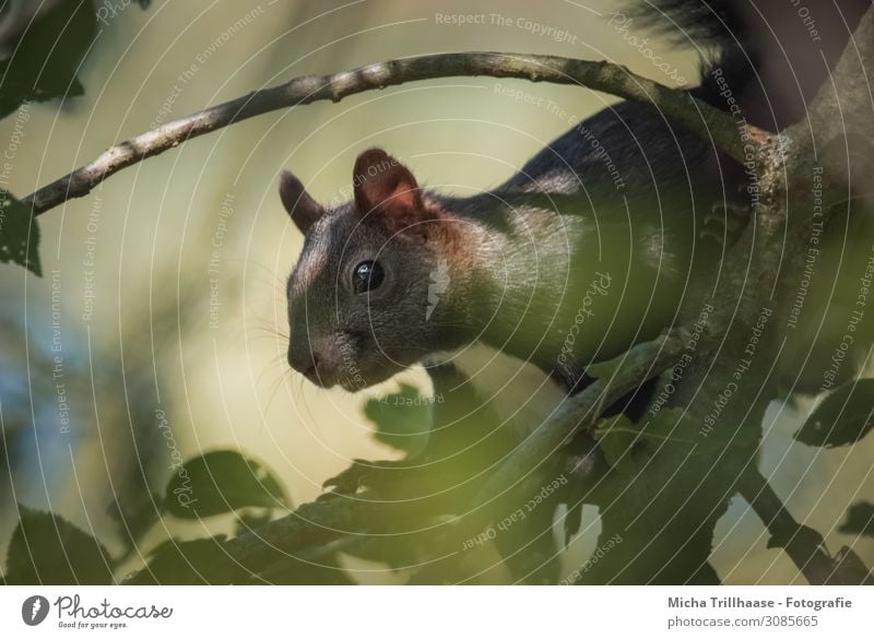 Eichhörnchen im sonnigen Baum Natur Tier Sonne Sonnenlicht Schönes Wetter Blatt Zweige u. Äste Wildtier Tiergesicht Fell Krallen Nagetiere Kopf Auge Nase Maul