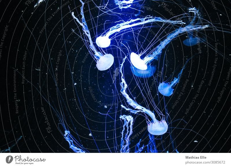 Quallen in der Tiefe Tier Tiergruppe Schwarm Rudel Tierfamilie Wasser Bewegung Schwimmen & Baden elegant exotisch maritim nass natürlich schleimig weich blau