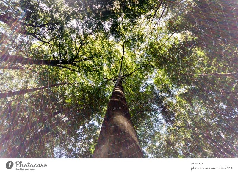 Baum Wald Perspektive Natur Tag Froschperspektive Himmel Wachstum hoch grün Landschaft Umwelt Licht Forstwirtschaft Baumstamm Lichterscheinung Sonnenlicht