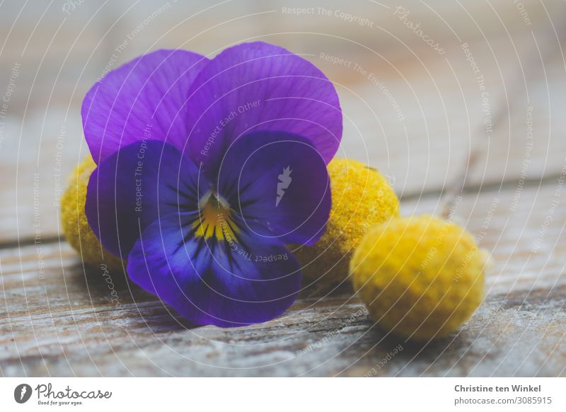 lila Stiefmütterchen Blüte und gelbe Trockenblumen / Craspedia globosa liegen auf Holzuntergrund Pflanze Blume Stiefmütterchenblüte ästhetisch außergewöhnlich