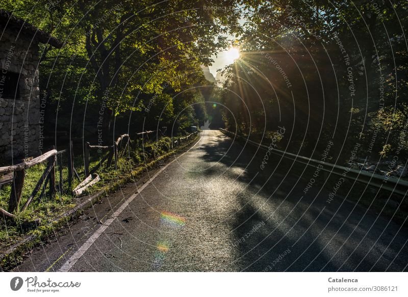 Sonnenlicht | on the road again; Schatten und Licht auf einer Straße Umwelt Pflanze Sonnenaufgang Sonnenuntergang Sommer Schönes Wetter Baum Gras Blatt Buche