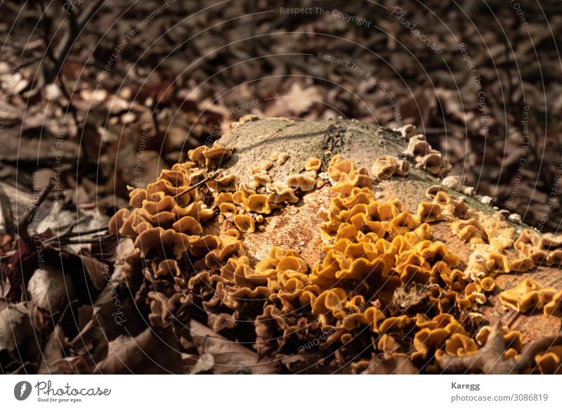 gelber schwefliger Baumpilz Getränk Sommer Natur Pflanze Erde Park Wald natürlich braun Farbe Umwelt Umweltschutz Vergänglichkeit Pilz natural wood forest bark