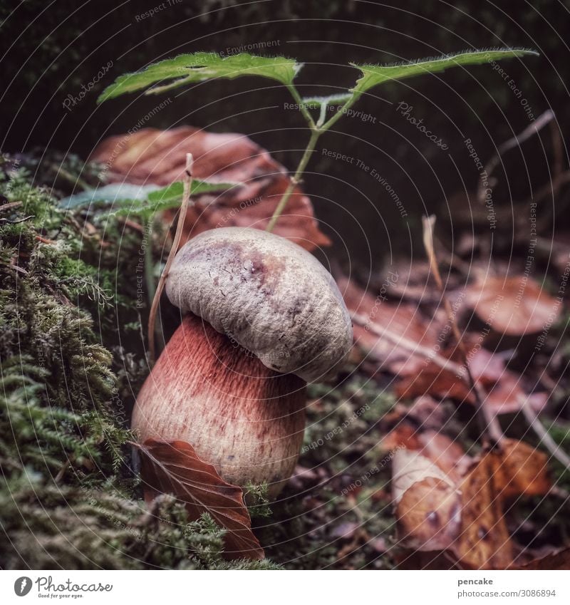 auf der pirsch Lebensmittel Natur Urelemente Erde Wald authentisch Pilz Hexe Moos Pflanze Blatt Suche finden Herbst Herbstlaub Farbfoto Außenaufnahme