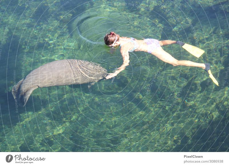 Manatee Lifestyle Tourismus Abenteuer Freiheit Safari Sommerurlaub Meer Schwimmen & Baden tauchen Mensch Junge Frau Jugendliche Körper 1 18-30 Jahre Erwachsene