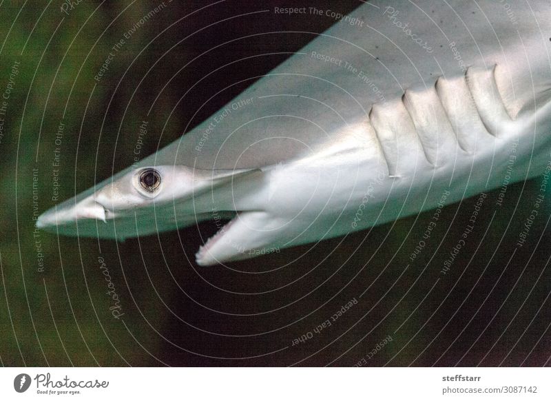 Gebogener Hammerhai Sphyrna lewini Meer Natur Tier Korallenriff Haifisch silber gefährlich Bogenstirn-Hammerhai scharfe Zähne Raubtier Meerestier Farbfoto