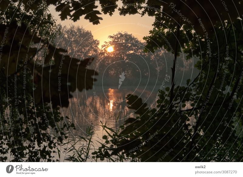 Schmachtnudel Umwelt Natur Landschaft Pflanze Luft Wasser Wolkenloser Himmel Horizont Sonne Herbst Schönes Wetter Baum Zweige u. Äste Blatt Laubbaum Wald