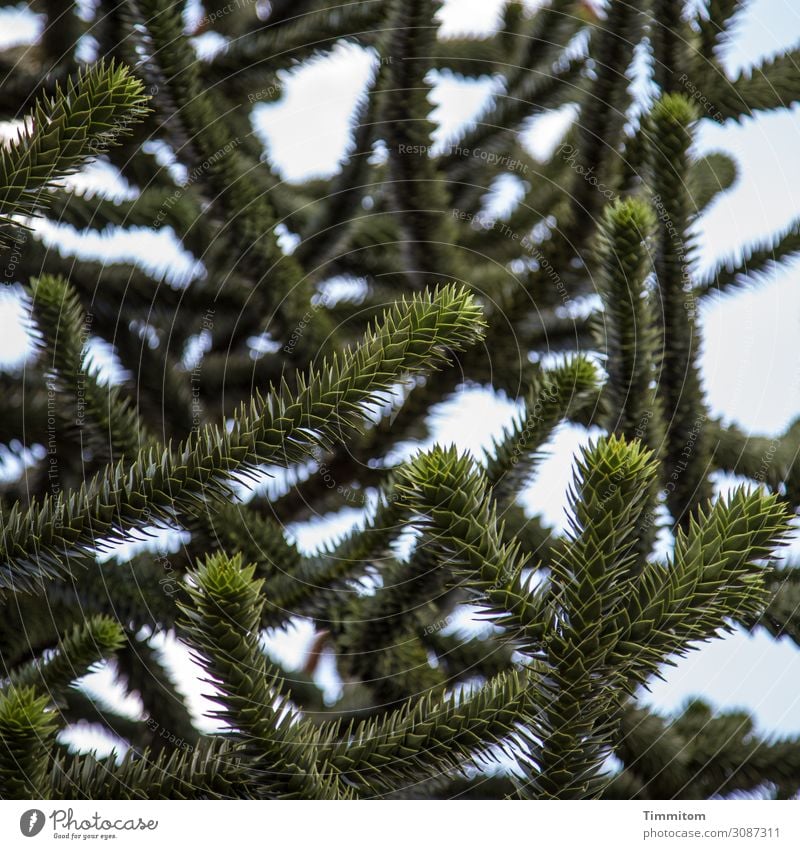 Fingerspitzengefühl | testen Umwelt Pflanze Himmel Baum Garten Aggression natürlich stachelig blau grün Gefühle Araukarie Andentanne Spitze Farbfoto