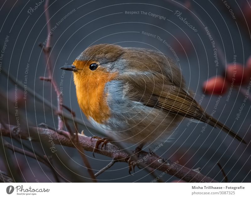 Rotkehlchen im Hagebuttenstrauch Natur Tier Sonnenlicht Schönes Wetter Sträucher Hundsrose Zweige u. Äste Wildtier Vogel Tiergesicht Flügel Krallen Schnabel