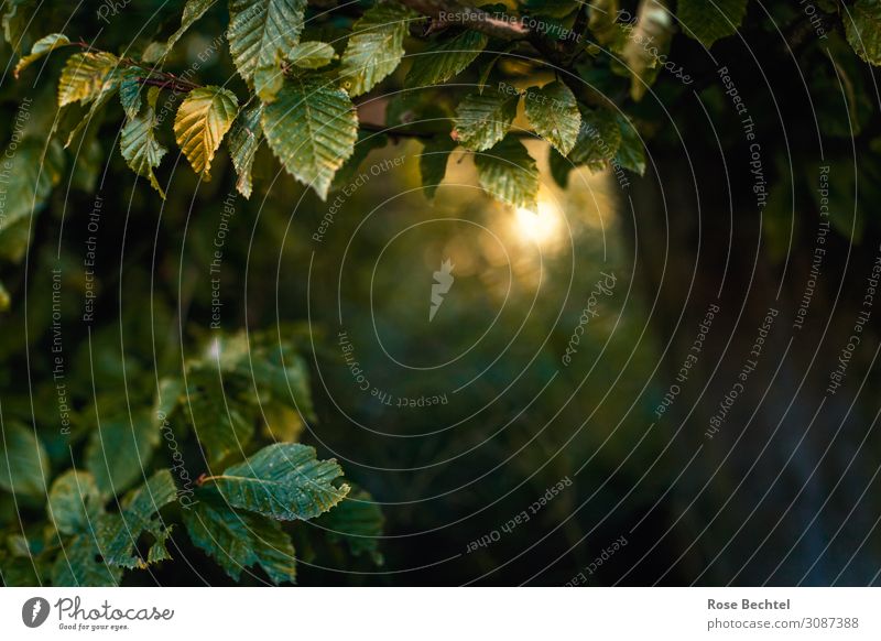 Lichtblick im Wald Natur Pflanze Sommer Baum atmen wandern frisch Gesundheit Geborgenheit ruhig Einsamkeit Erholung Glaube Religion & Glaube Schutz waldbaden