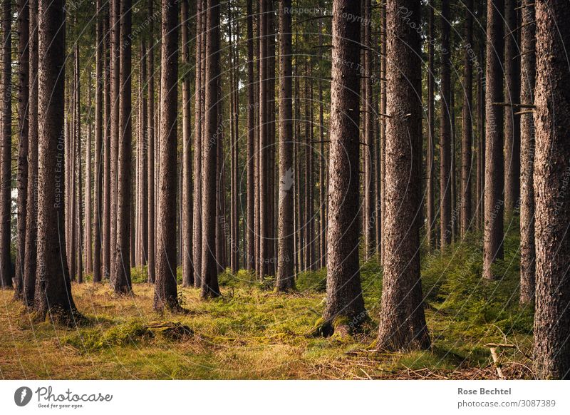 Wald Natur Pflanze Sommer Baum Nutzpflanze atmen Erholung wandern dünn braun Umweltverschmutzung gerade Monokultur Fichte Fichtenwald Baumstamm Farbfoto