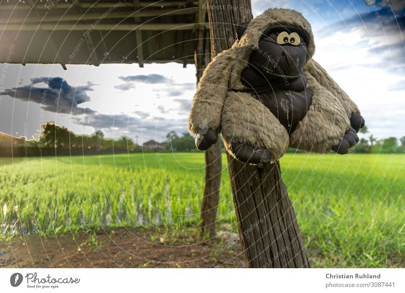 Kein Affe haengt so rum Sommer Wolken Horizont Sonnenlicht Herbst Schönes Wetter Feld Fell Leder kurzhaarig Behaarung Tier 1 Stofftiere Gorilla hängen Blick