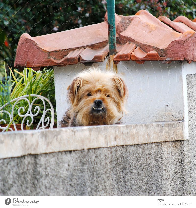 Lustiger hässlicher Hund schaut über eine Mauer Zähne lustig Blick beobachten Blick in die Kamera Mischling Unterbiss Zahnprobleme Zahnarzt Haustier Tier