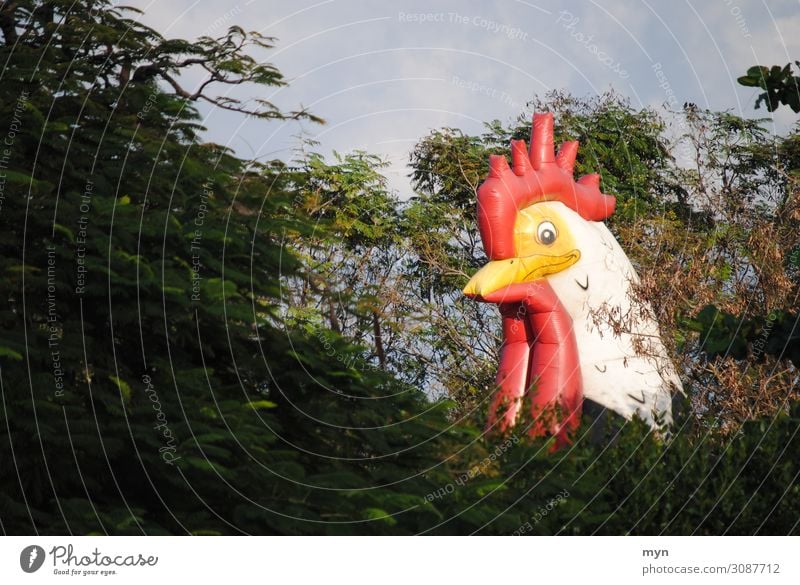 Kopf von Huhn bzw. Hahn zwischen Bäumen Hühnchen Hahnenkamm Haushuhn Wald Ei Vogel Tier Außenaufnahme Natur Geflügel Freilandhaltung freilaufend Tierhaltung