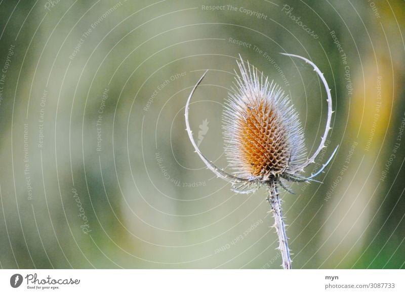 Distel Umwelt Natur Landschaft Pflanze Frühling Sommer Herbst Schönes Wetter Blume Sträucher Grünpflanze Garten Park Wiese Feld Wald Leben stachelig Stachel