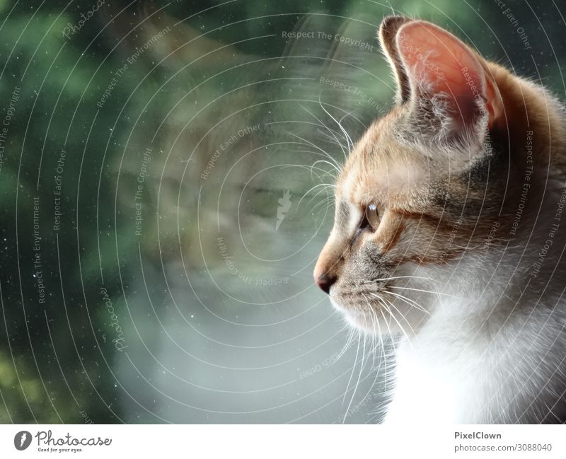 Katze Lifestyle Freude Tier 1 Blick schön braun Stimmung Glück Zufriedenheit Farbfoto Innenaufnahme